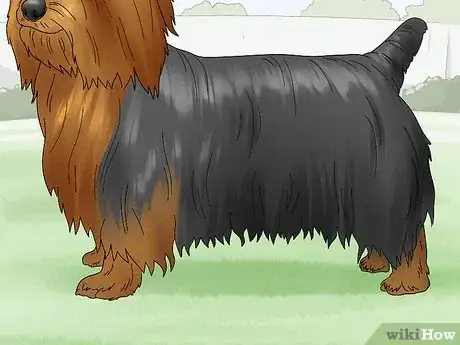Image titled Identify a Silky Terrier Step 9