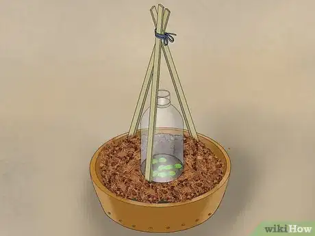 Image titled Grow Cucumbers in Pots Step 16