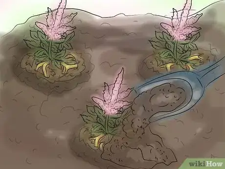 Image titled Grow Astilbe Step 14