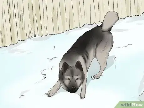 Image titled Identify a Norwegian Elkhound Step 11