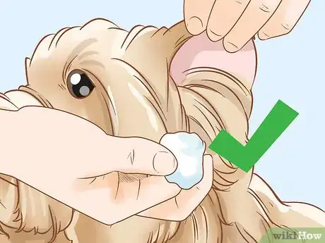 Image titled Groom a Yorkie Pomeranian Mix Step 14