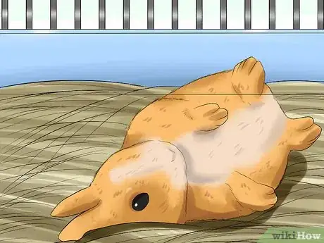 Image titled Prevent Snuffles (Pasteurella) in Rabbits Step 4