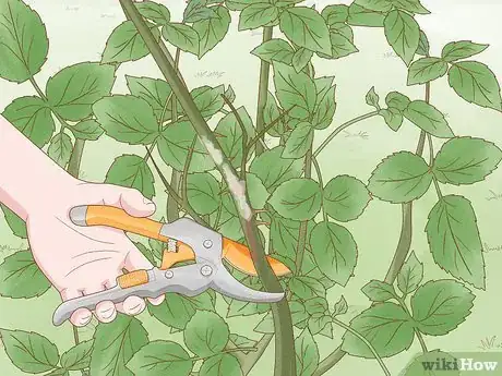 Image titled Prune Tea Roses Step 2