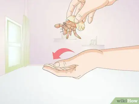 Image titled Hold a Hermit Crab Step 3