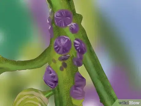 Image titled Grow Olives Step 15