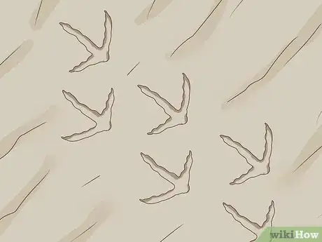 Image titled Identify Animal Tracks Step 10