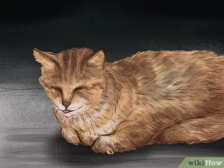 Image titled Identify Early Signs of Chronic Kidney Disease in Cats Step 9