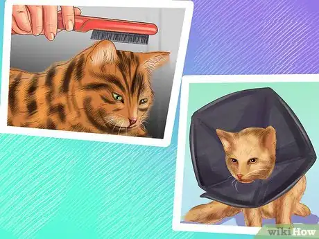 Image titled Treat Feline Stomatitis Step 12