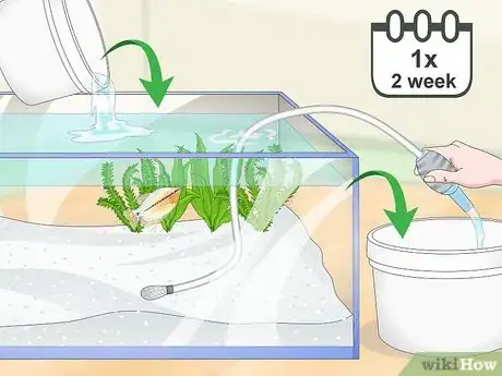 Image titled Care for a Pearl Gourami Step 12