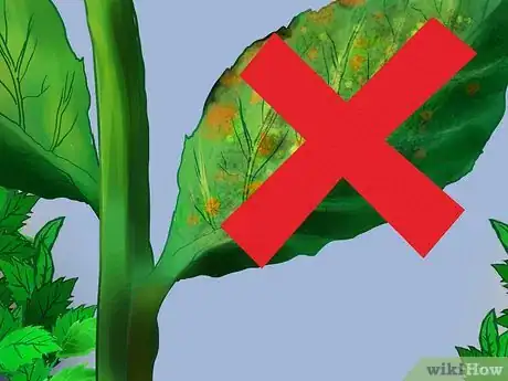 Image titled Buy Mint Plants Step 7