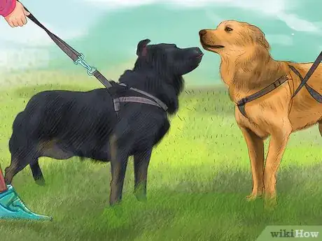 Image titled Relieve Your Dog's Boredom Step 5