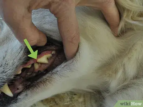 Image titled Diagnose Canine Periodontal Disease Step 2