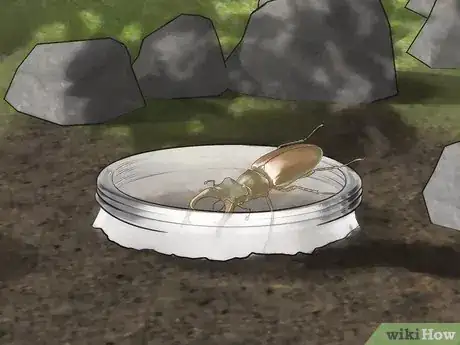 Image titled Make an Insect Catching Kit Step 13