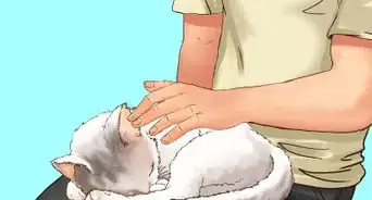 Take Care of Your Aging Cat