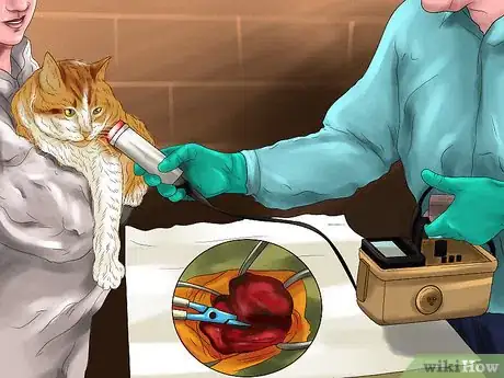 Image titled Detect and Treat Heart Murmurs in Cats Step 10
