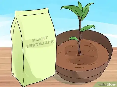 Image titled Grow a Bay Tree Step 5