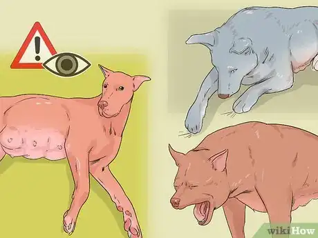 Image titled Whelp Large Breed Dogs Step 6