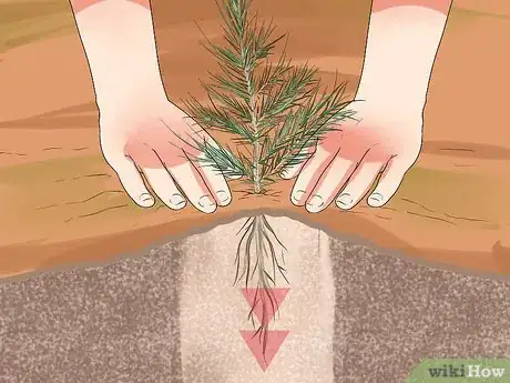 Image titled Plant Cedar Trees Step 13