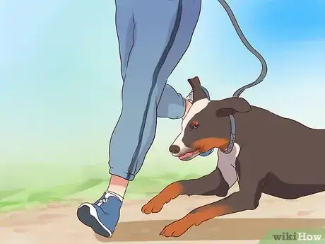 Image titled Exercise With Your Dog Step 11