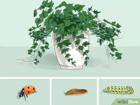 Image titled Grow Ivy Step 28