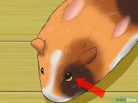 Image titled Know if a Pet Guinea Pig Is Ill Step 8