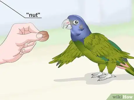 Image titled Teach a Pionus Parrot to Speak Step 5
