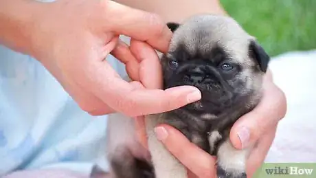Image titled Take Care of a Weak Newborn Puppy Step 7