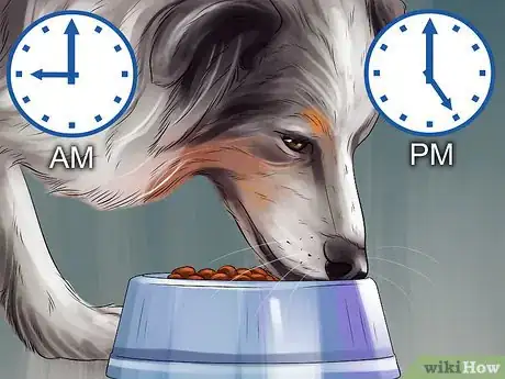 Image titled Find and Care for a Australian Shepherd Step 15