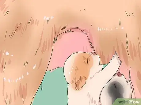 Image titled Whelp Large Breed Dogs Step 9