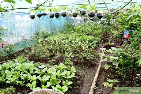 Image titled Cure Winter Squash Step 2