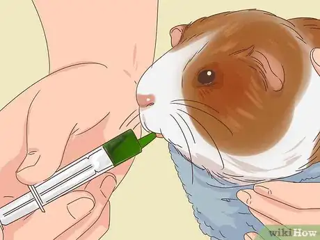 Image titled Handle Anorexia in Guinea Pigs Step 7