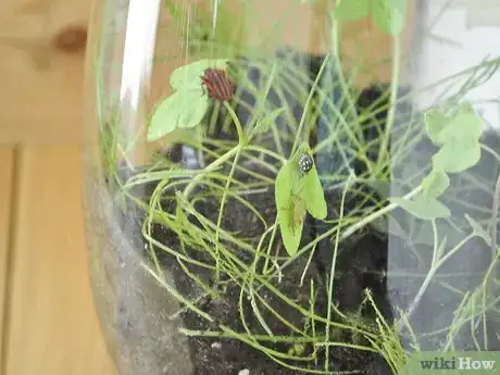 Image titled Make a Mini Biodome Step 8
