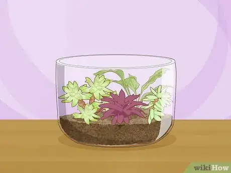 Image titled Create Humidity for Indoor Plants Step 14