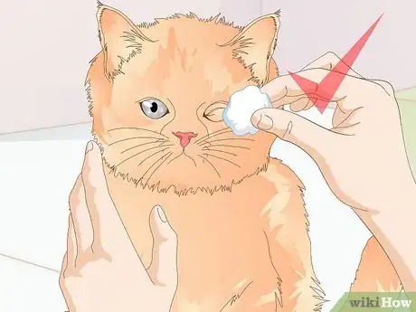 Image titled Keep a Cat Healthy Step 36