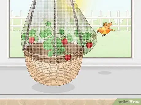 Image titled Grow Strawberries in Hanging Baskets Step 18