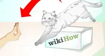 Make a Hyper Cat Sit