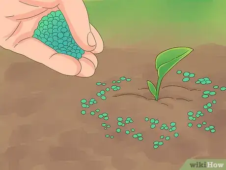 Image titled Grow Dichondra Step 25