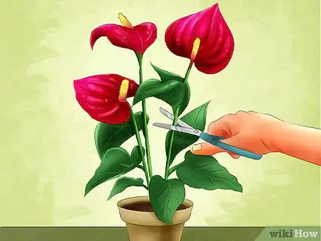 Image titled Select Blooming Houseplants Step 9