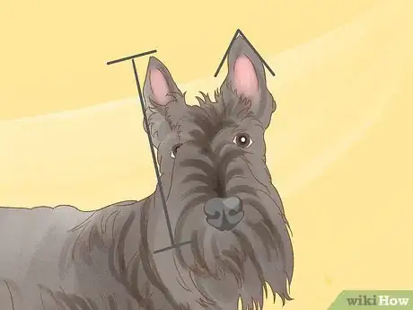 Image titled Identify a Scottish Terrier Step 3