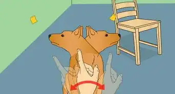 Train Your Dog to Shake Its Head