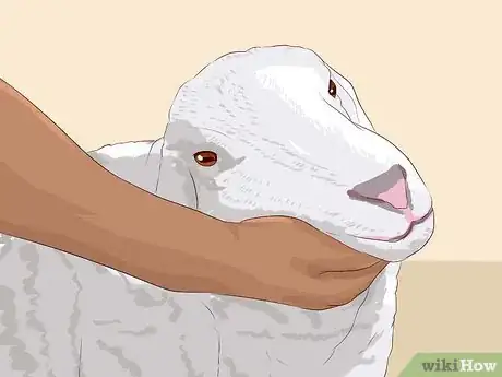 Image titled Drench Sheep Step 8