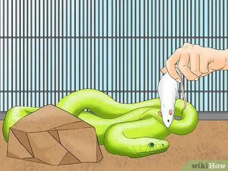 Image titled Help a Shedding Pet Reptile Step 12