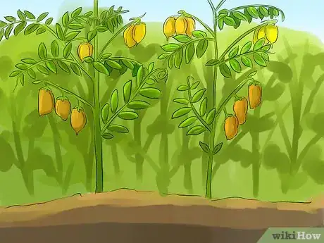 Image titled Harvest Lentils Step 3