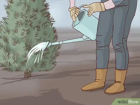 Image titled Care for a Living Christmas Tree Step 16