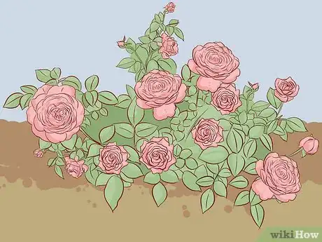Image titled Buy Rose Bushes Step 5