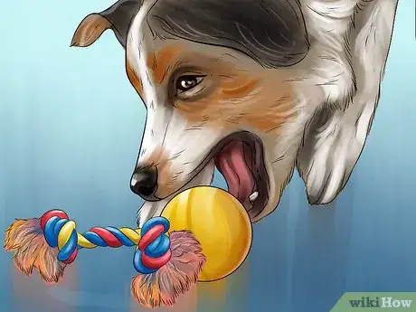 Image titled Find and Care for a Australian Shepherd Step 11