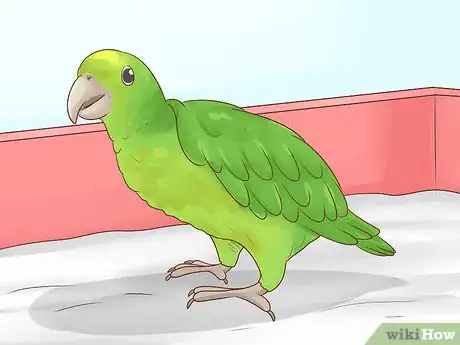 Image titled Choose an Amazon Parrot Step 5