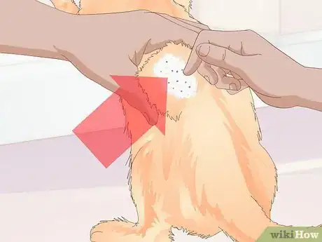 Image titled Keep a Cat Healthy Step 31