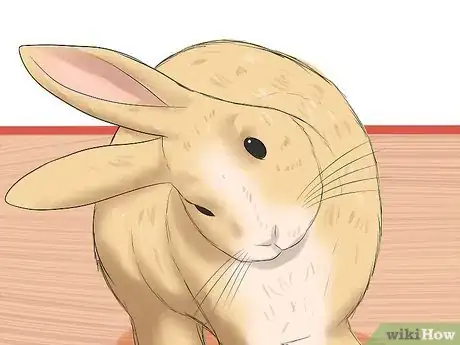 Image titled Diagnose Snuffles (Pasteurella) in Rabbits Step 4