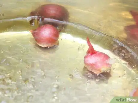 Image titled Peel Cipollini Onions Step 3